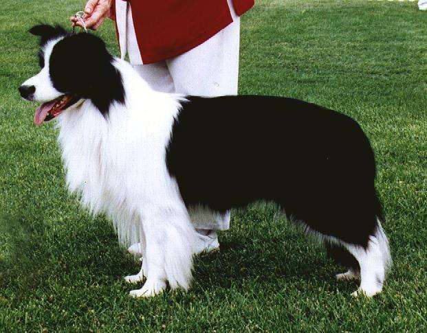 纯种犬血统犬赛级犬冠军犬有啥区别算是从青铜到王者吧