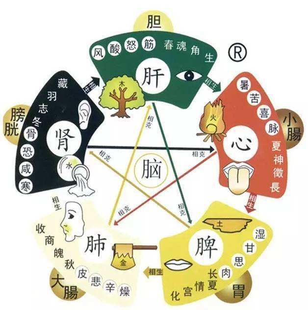 中医绝学:肝郁气滞的人,常伴有脾虚,拿"它"泡茶喝