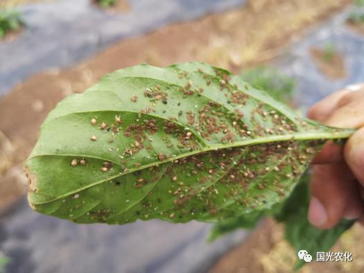 病毒的形态图_病毒的形态图_植物病毒形态类型