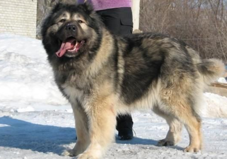 世界上最大犬种,只知道俄罗斯高加索犬?还有这5种看你认识吗?
