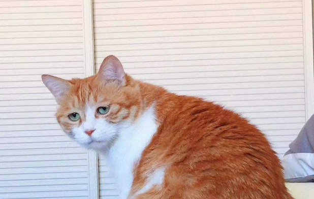 猫咪被主人用食指指责,猫咪不满上前阻止,反应让人爆笑