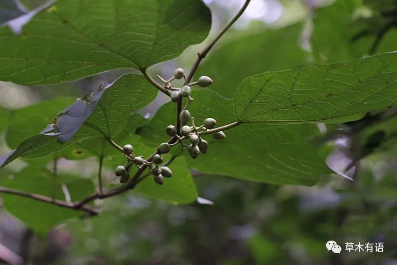 42,九头狮子草peristrophe japonica( 爵床科观音草属)