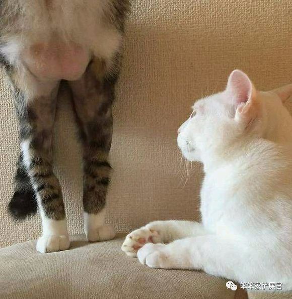 对象(┬_┬) 就一天没陪家里的猫玩 它已经无聊到开始玩自己的尾巴了