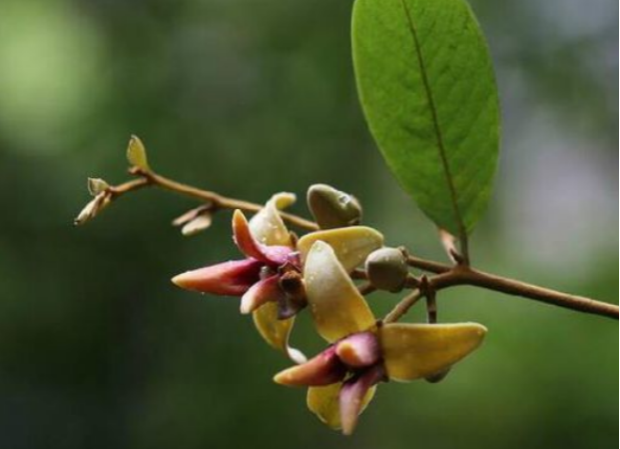 荒野维生野菜系列——瓜馥木