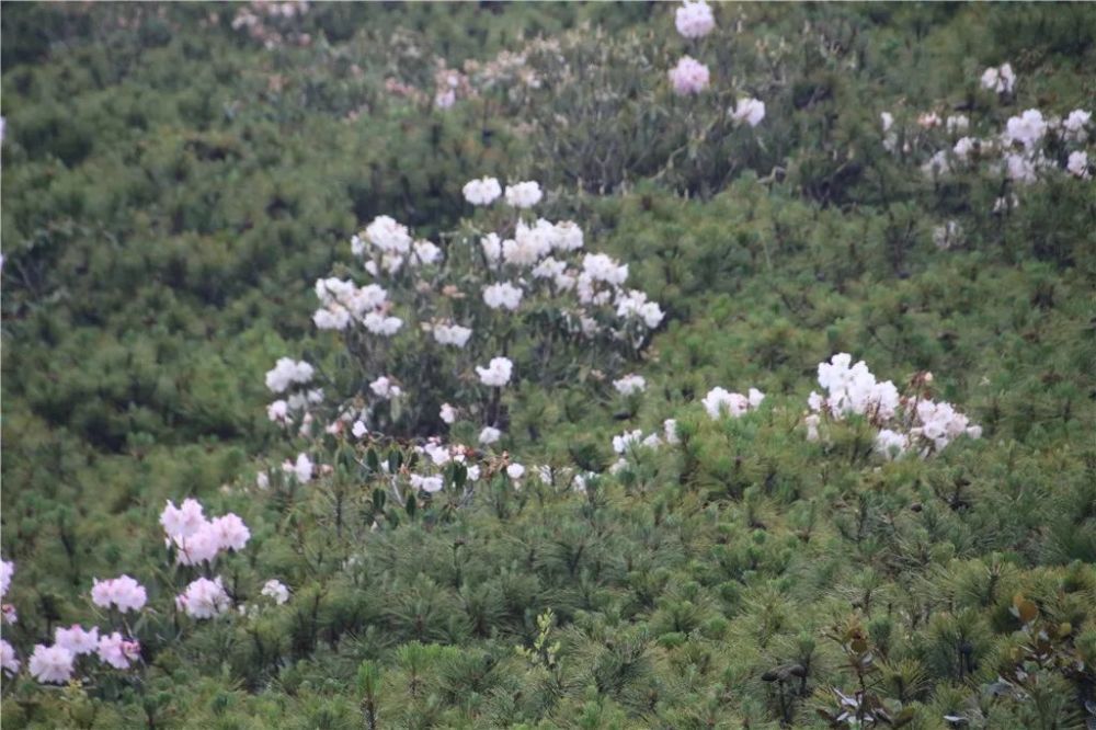 七月,索玛花依然盛开在万格山上