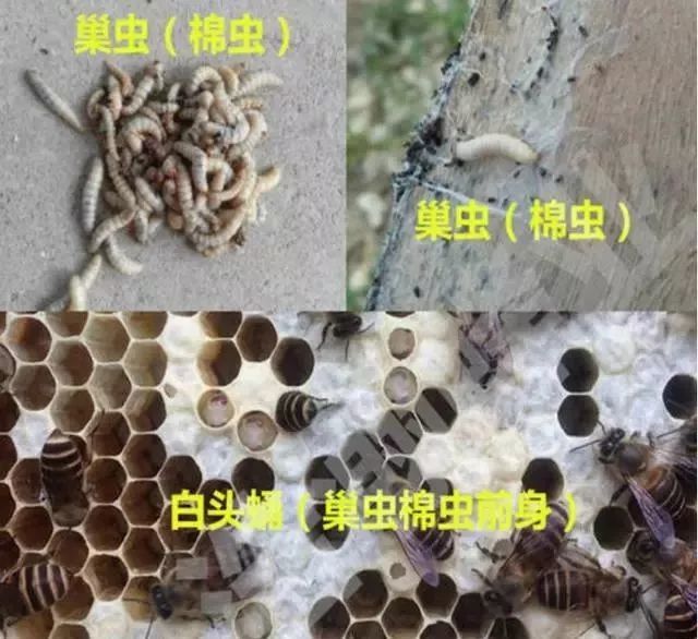 蜜蜂极易受到病虫灾害的入侵,箱内有巢虫的生长,烂子病的困扰,意蜂