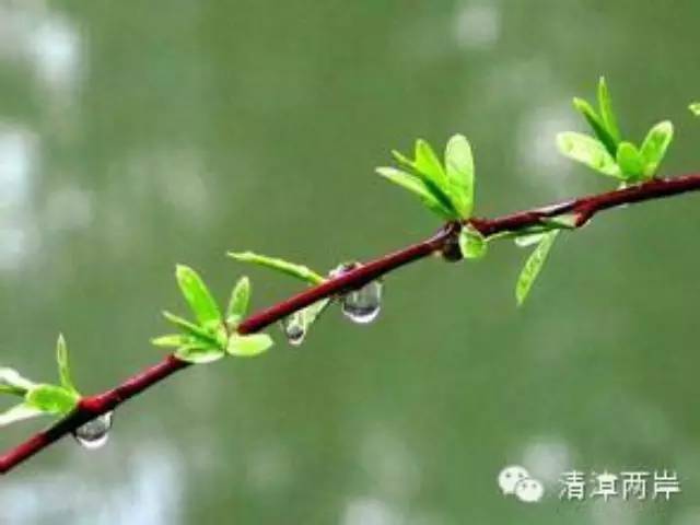 我寄居的城市,位于江淮之间,每至早春二月,会有一场或几场春雨,年年