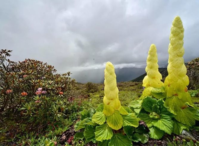 有着"高山巨人"之称的塔黄能吃吗?