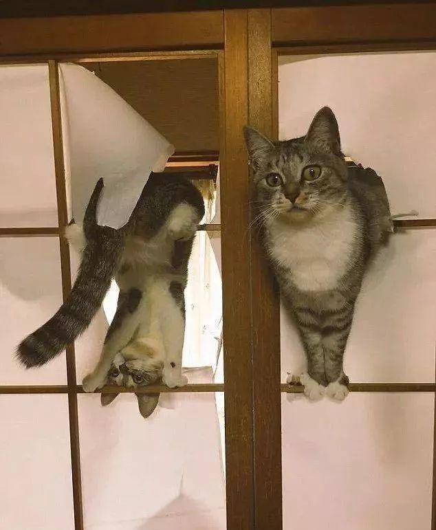 网友哭了:抓破沙发,抓坏窗帘,猫咪为什么那么喜欢到处