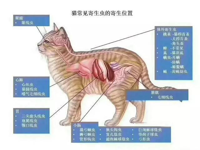 因为体内寄生虫主要是在消化道,所以铲屎官要是发现猫咪的排泄物有