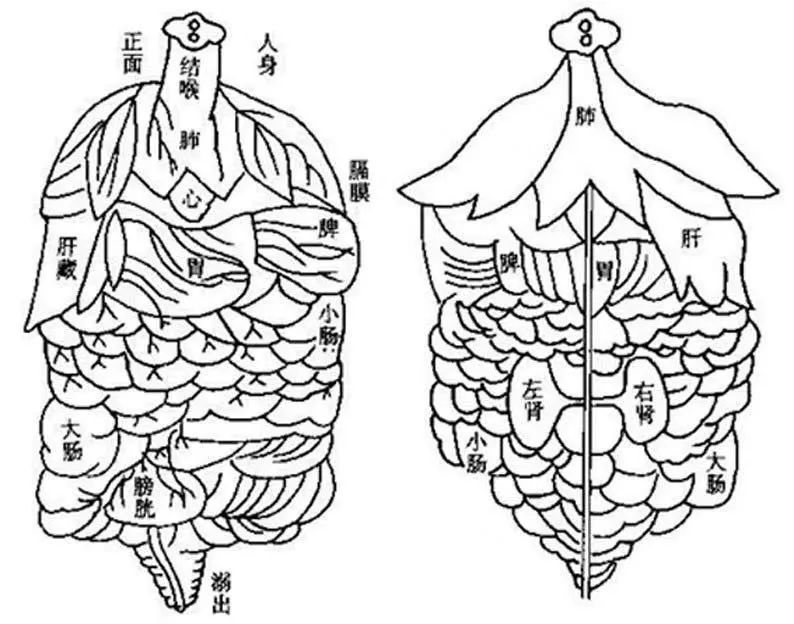 宋太医杨介绘《存真图》正反面,清楚表明脾的解剖部位,与spleen相同.