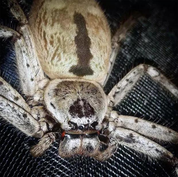 美女家现巨型蜘蛛大如平底锅,腿跨20余厘米,网友:把房烧了吧