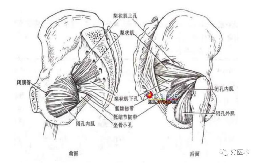 梨状肌综合征的解剖,评估,诊断