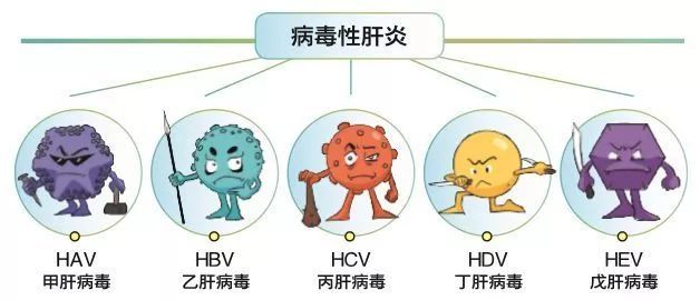 你了解病毒性肝炎吗?