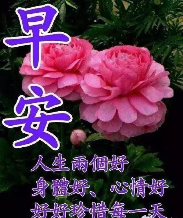 8月2日最新漂亮群发早上好图片动态表情,最美早安鲜花