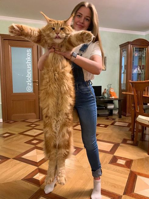 现实版的美女和野兽美女加大猫超酷组合