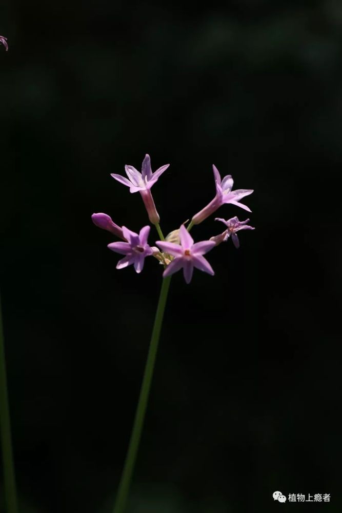 但每一朵紫娇花,都是一根纤细的小花梗连接着紫色,细管状的花冠,小小