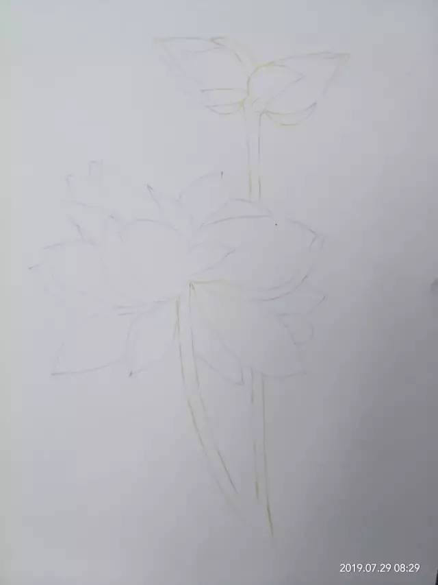 零基础学画画:彩铅并蒂莲花手绘过程分享