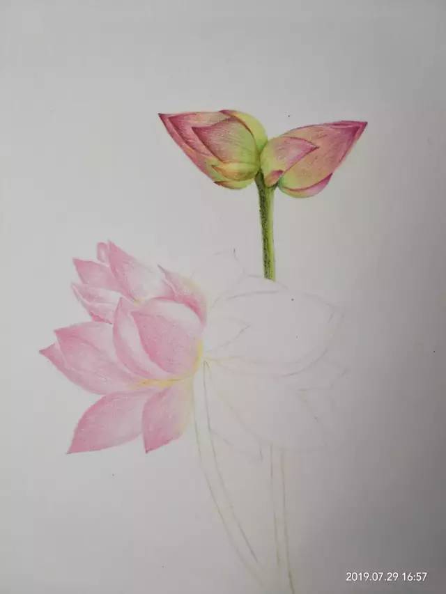 零基础学画画:彩铅并蒂莲花手绘过程分享