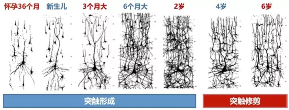 神经突触联结网络发育图