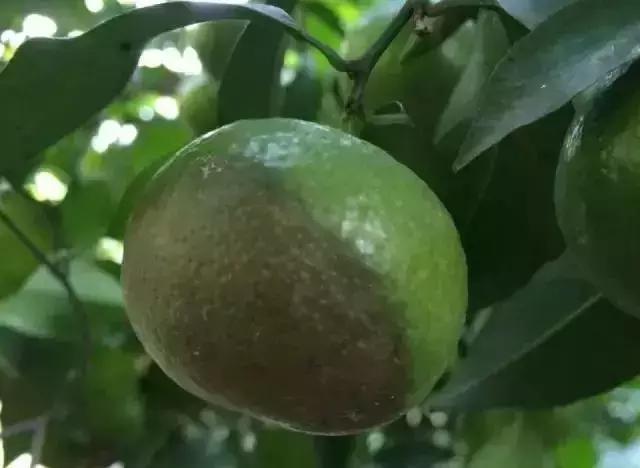 高温多雨,柑橘疫菌褐腐病来得早,靠地近果发生多,果农