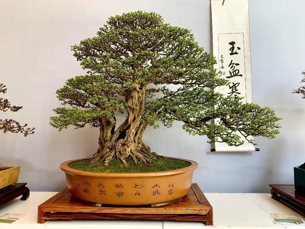 玩盆景这10个误区千万别碰,弄不好就白忙一场!