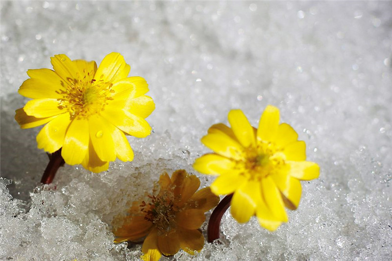 世界上有一种花美如精灵,盛开在雪地里,雪一融化它就凋谢