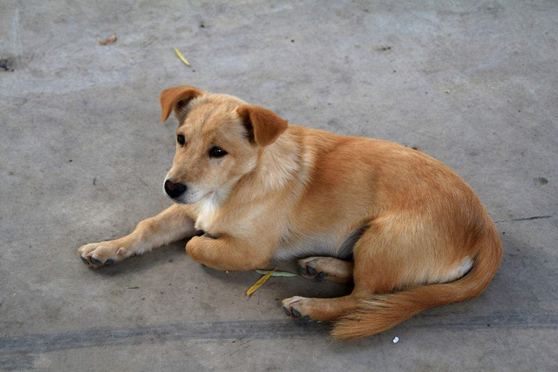 狗类智商排名_狗智商排名(2)