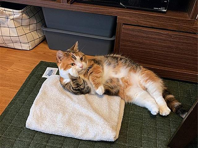 橘猫模仿女主人,睡觉时抛媚眼狂撩铲屎官,欲与其争夺