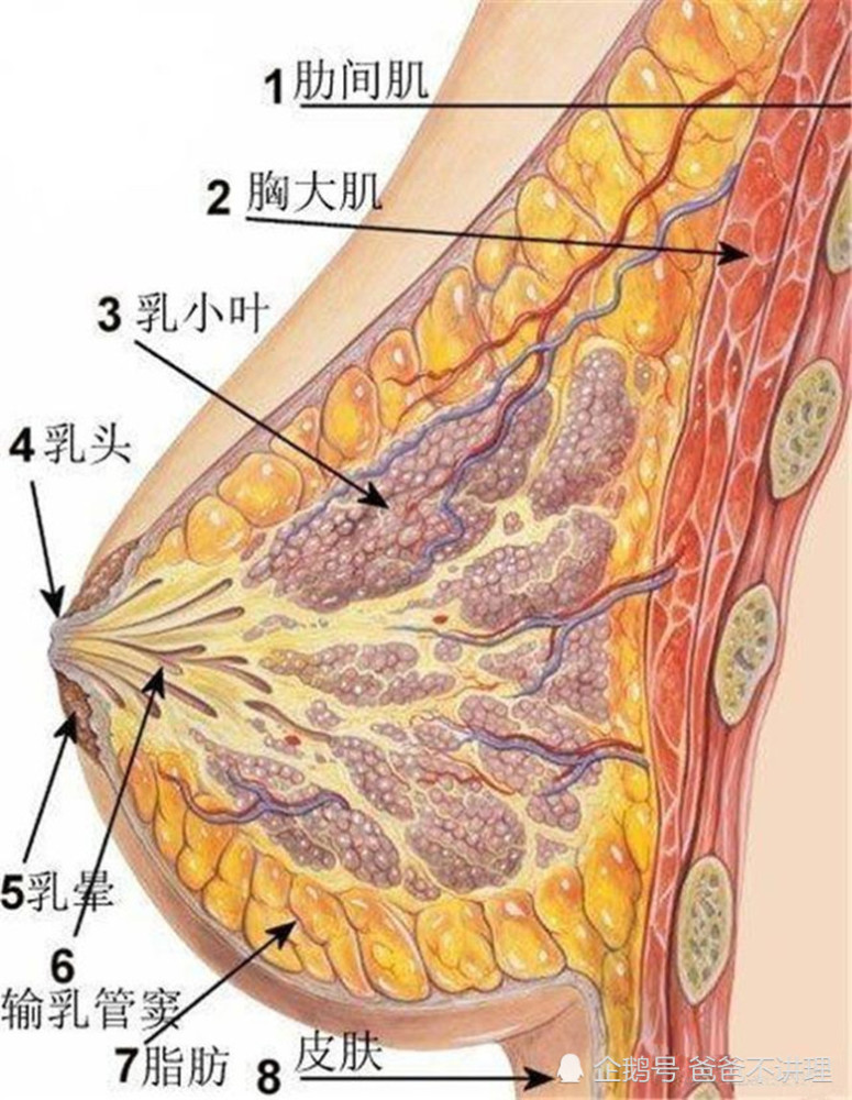 世界母乳喂养周:生完孩子如何预防乳房下垂?哺乳姿势
