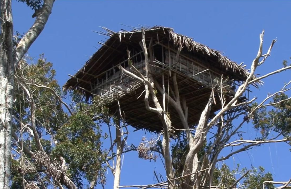 亚洲神秘"鸟人部落",房子建在五十米高树上,依旧过着