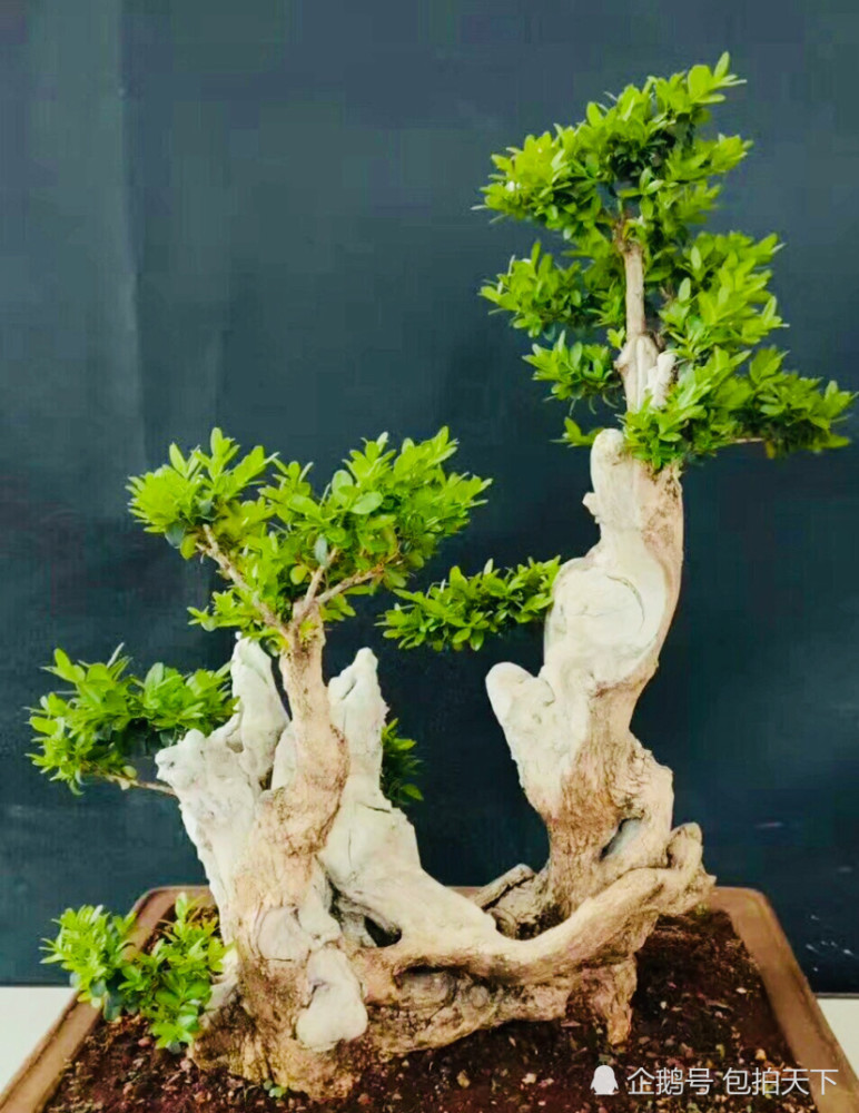 盆景欣赏:树桩自然古朴 气势浑然天成的盆景作品