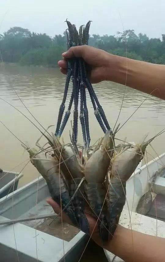 原来,这一种学名叫"沼泽蓝虾"的外来物种,在广东,江浙一带都有养殖.