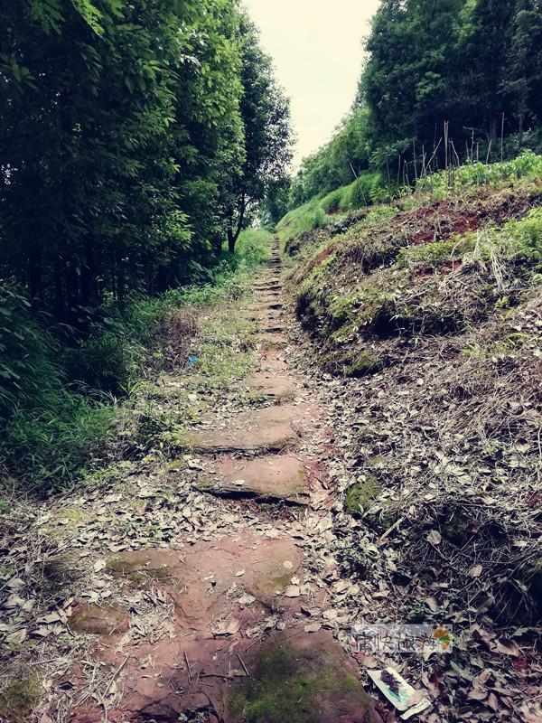 寻访自贡边郊的牛尾盐道遗址