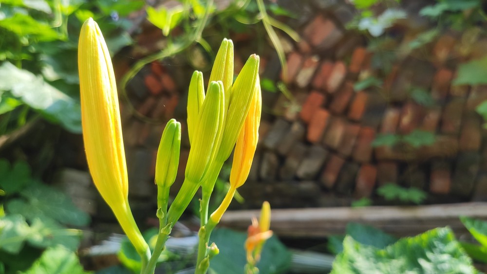 在不少公园里,也种植着很多的"黄花菜",但是小编要提醒大家,我们在