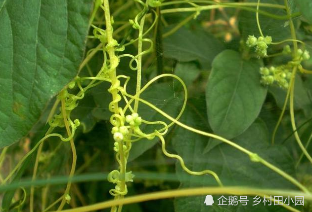 路边千丝万缕"黄金藤,兔子吃了会"发情,你见过吗