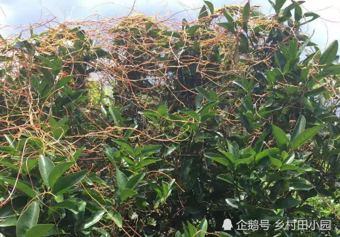 路边千丝万缕黄金藤兔子吃了会发情你见过吗