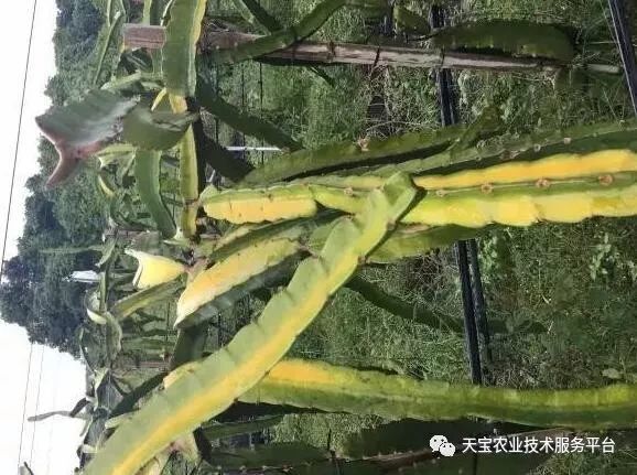 火龙果花果期生理病害图解,很实用建议收藏