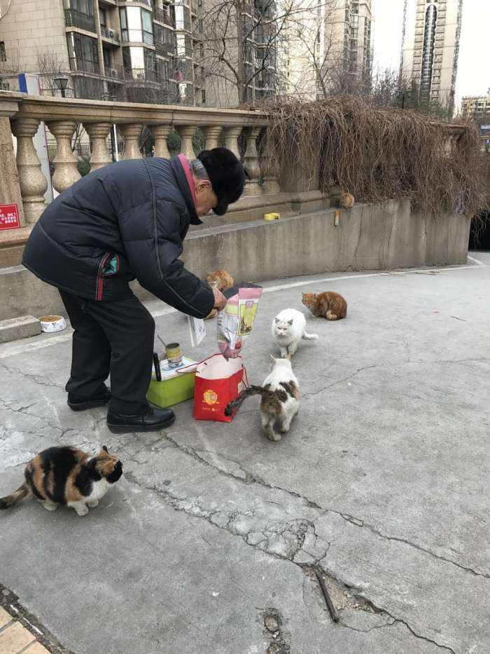 如今的流浪猫已经不再适应城市生活,小区角落里布置的老鼠药,不法分子