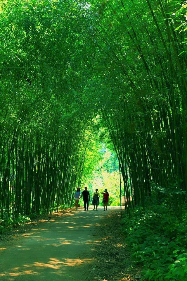 夏天来王府竹海里寻梦,高山花海上静沐暖阳,激凉飞瀑