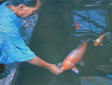 中国有句古话叫鲤鱼跳龙门,还有个传说,说的是活得够久的鲤鱼,最后