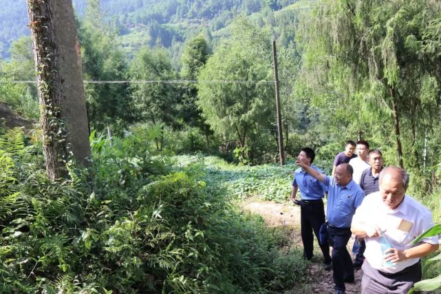 发现该案案发地平昌县望京镇望京村生长着国家Ⅱ级重点保护植物桢楠