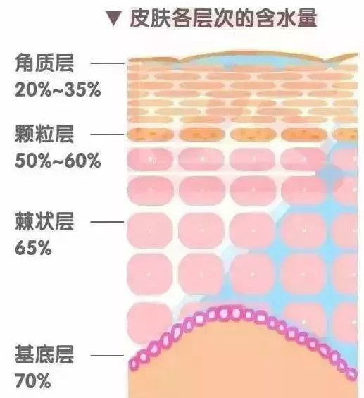 颗粒层的作用是加固皮肤细胞间的粘合力,阻止外界小分子物质对皮肤的