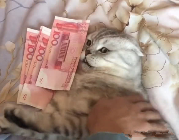 小猫咪不让主人摸,主人拿出一沓钱,猫咪的反应笑翻了