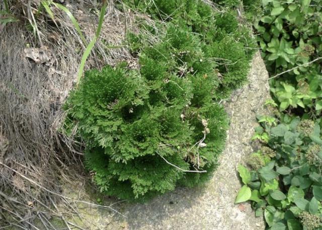 山崖上有1种"不死草",被叫做"岩柏草",种植起来,像