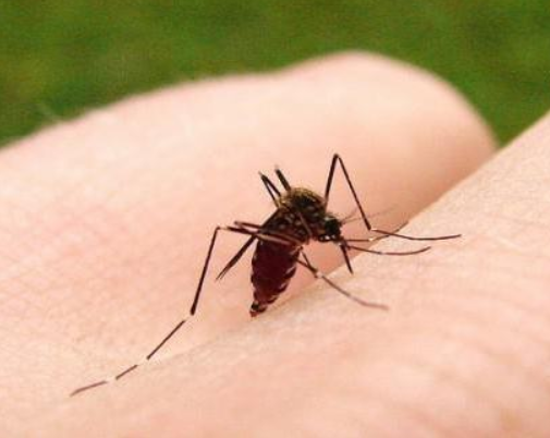 蚊子吸血的时候不能拍,否则会给你带来危害,快来看看吧