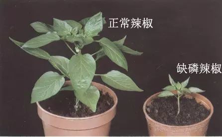 【作物病害】辣椒缺素症识别和防治方法!