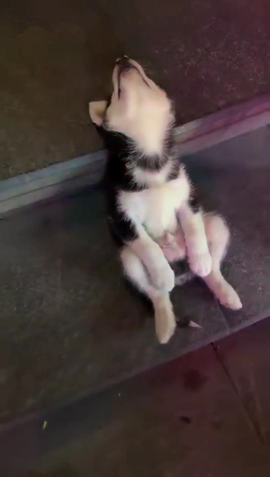 哈士奇坐在阶梯上,脑袋向后仰着,模样极其搞笑,二哈:我太难了