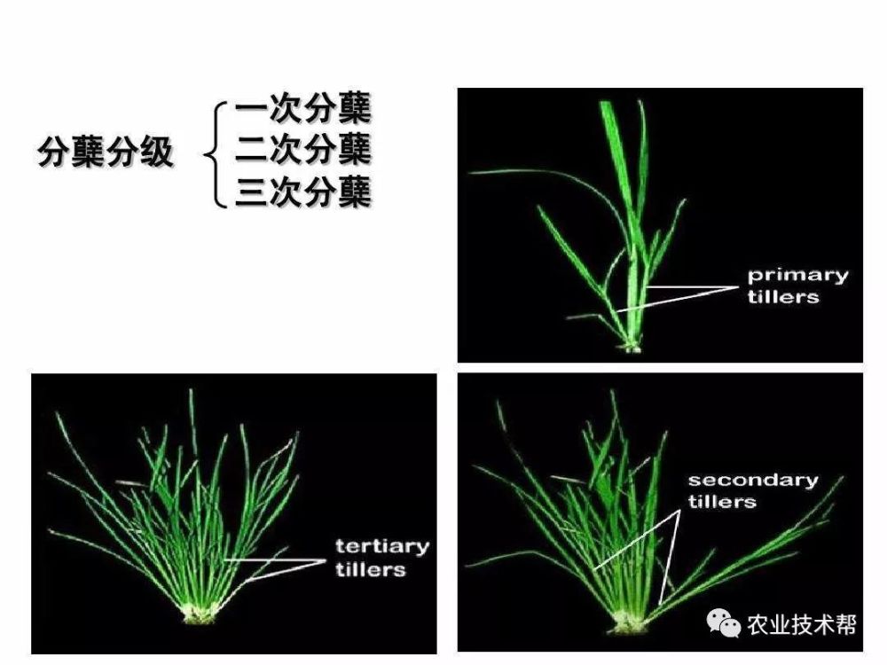 什么是水稻分蘖?分蘖少如何应对?