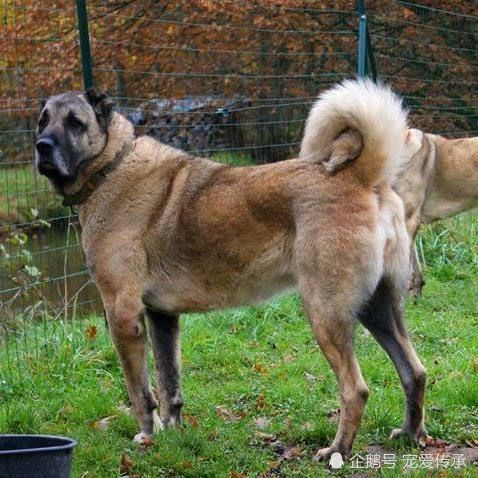 草原獒王并非藏獒而是这种被称为金刚兽的猛犬
